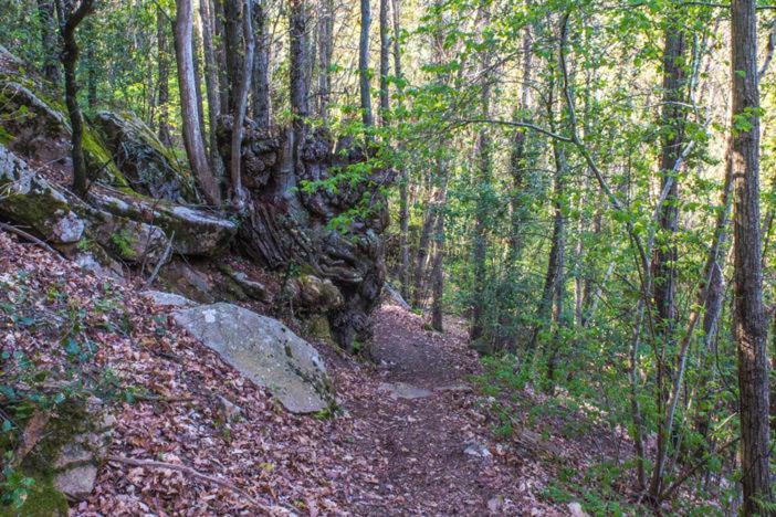 Ca La Pauleta Villa Sant Hilari Sacalm Dış mekan fotoğraf