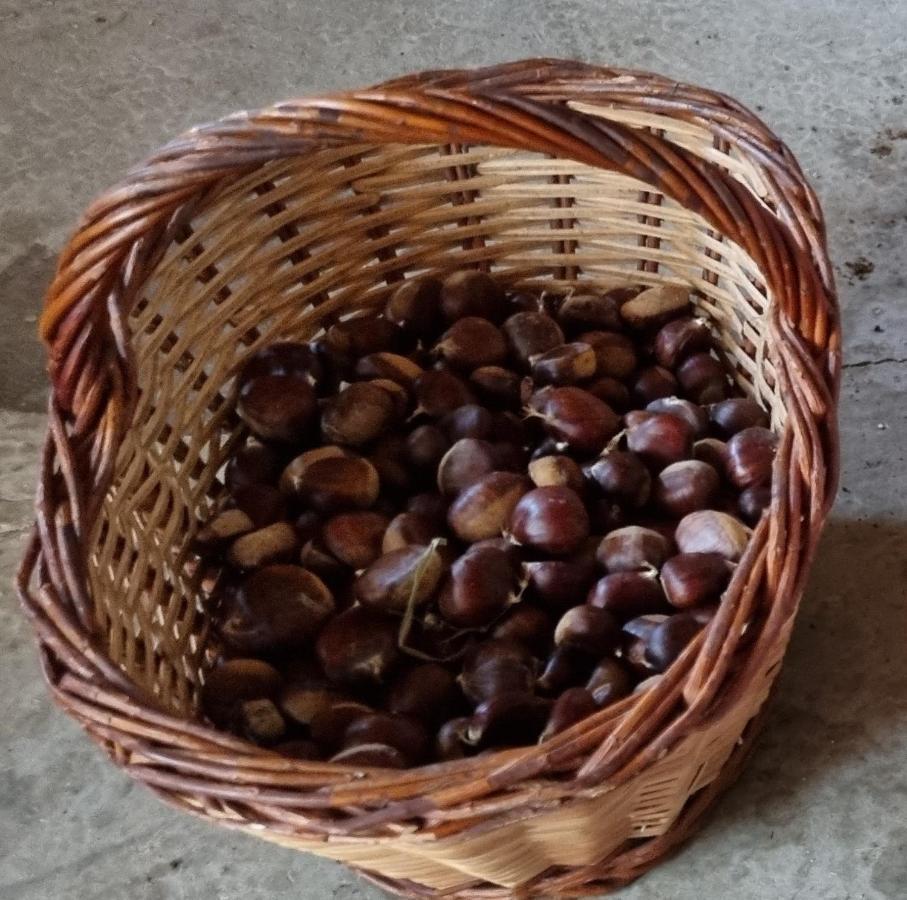 Ca La Pauleta Villa Sant Hilari Sacalm Dış mekan fotoğraf